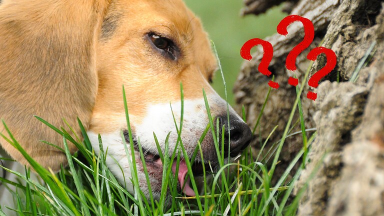 Cane che mangia l'erba: la verità che ribalta ogni convinzione