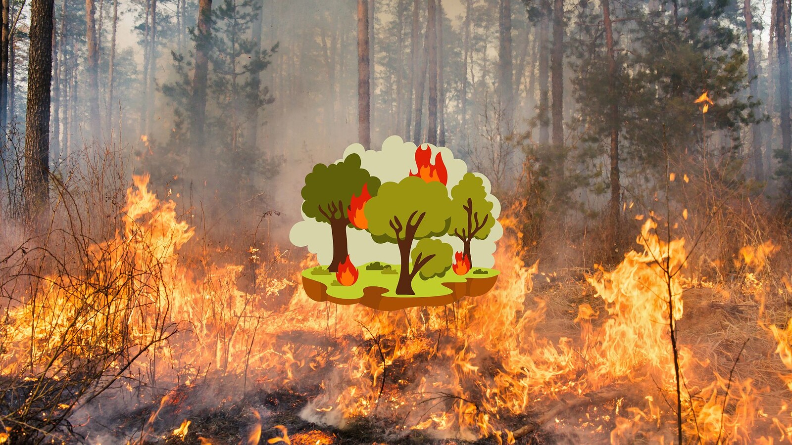 Incendi boschivi in Italia, il 2025 è da record: 965 km² in fumo