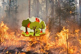Incendi boschivi in Italia, il 2025 è da record: 965 km² in fumo