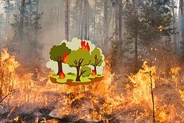 Incendi boschivi in Italia, il 2025 è da record: 965 km² in fumo