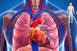Corpo umano, perché l’evoluzione lo ha reso imperfetto
