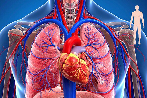 Corpo umano, perché l’evoluzione lo ha reso imperfetto