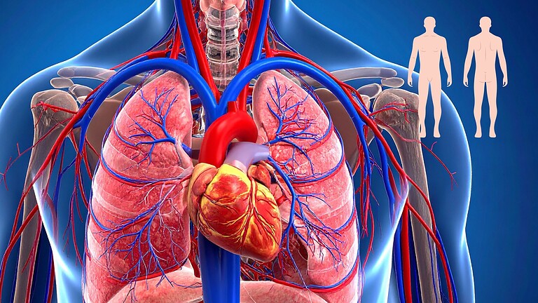 Corpo umano, perché l'evoluzione lo ha reso imperfetto
