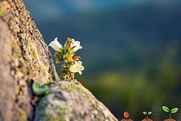 Vita vegetale sulla Terra: nuovo studio raddoppia il tempo di sopravvivenza