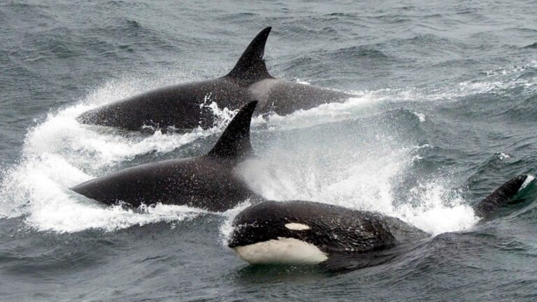 balene