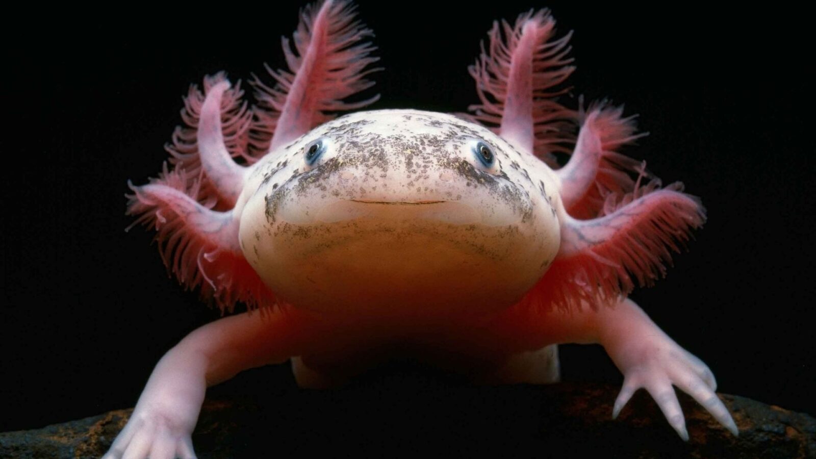 Axolotl, in Messico il fossile più antico: ha 4,2 milioni di anni