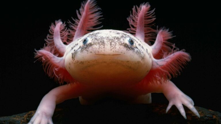 Axolotl, in Messico il fossile più antico: ha 4,2 milioni di anni