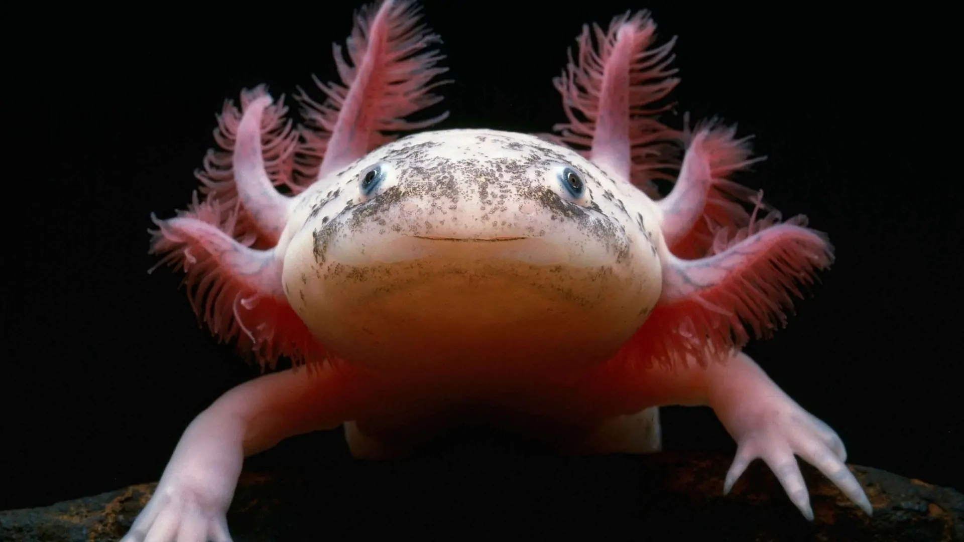 Axolotl, in Messico il fossile più antico: ha 4,2 milioni di anni