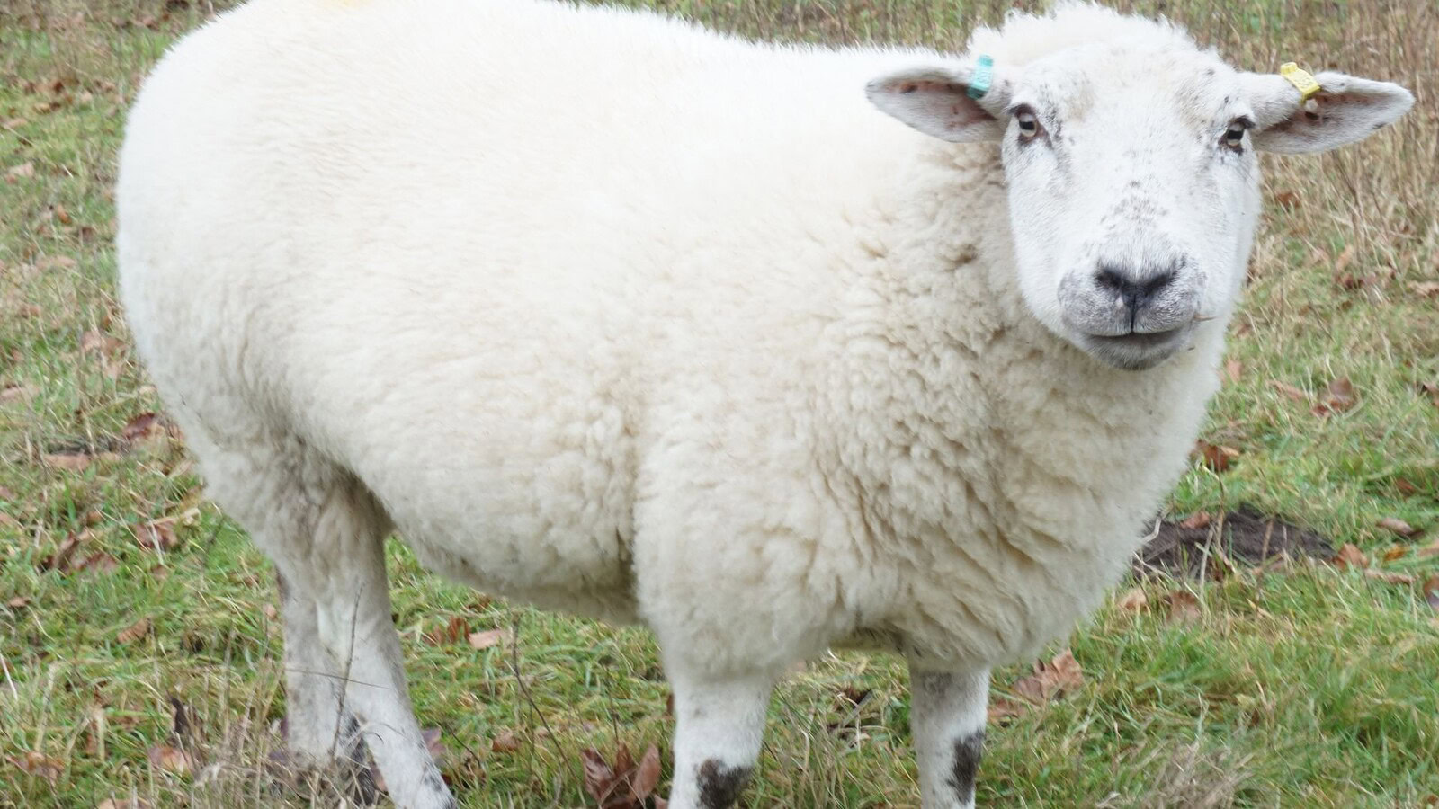 Dolly, la pecora clonata che rivoluzionò la biologia