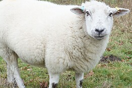 Dolly, la pecora clonata che rivoluzionò la biologia