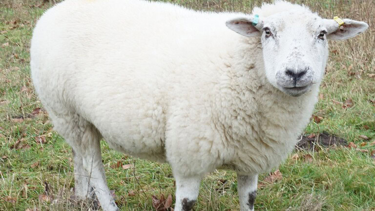 Dolly, la pecora clonata che rivoluzionò la biologia