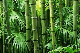 Bambù contro la desertificazione: la scommessa della Cina