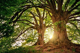 Dendroseris neriifolia: l’ultimo albero appeso a una scogliera del Pacifico