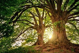Dendroseris neriifolia: l’ultimo albero appeso a una scogliera del Pacifico