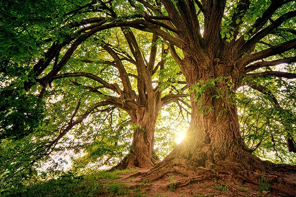 Dendroseris neriifolia: l’ultimo albero appeso a una scogliera del Pacifico
