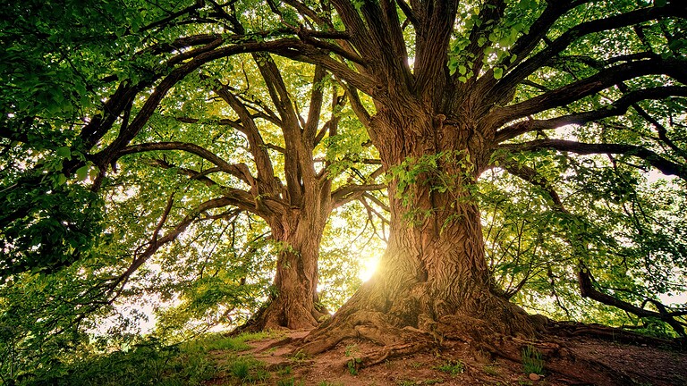 albero