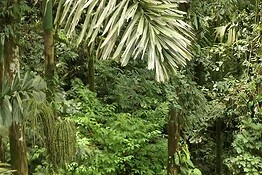 Socratea exorrhiza, la verità sulla palma che cammina