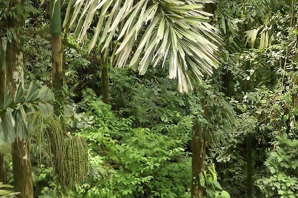 Socratea exorrhiza, la verità sulla palma che cammina