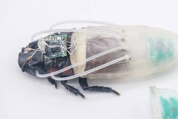Scarafaggio cyborg che respira sott’acqua: il robot-insetto per Marte