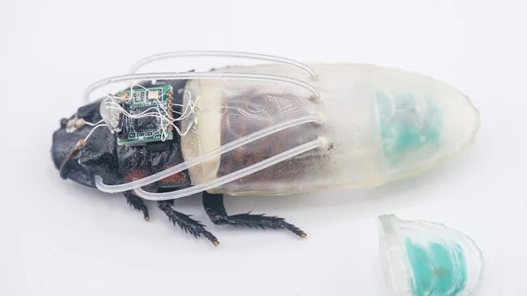 Scarafaggio cyborg che respira sott'acqua: il robot-insetto per Marte