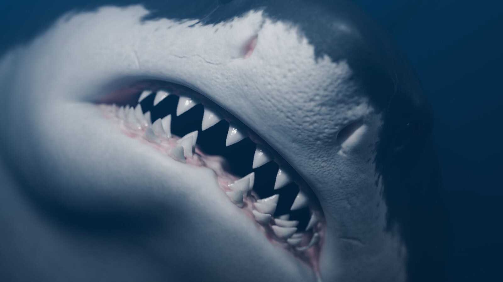 megalodonte