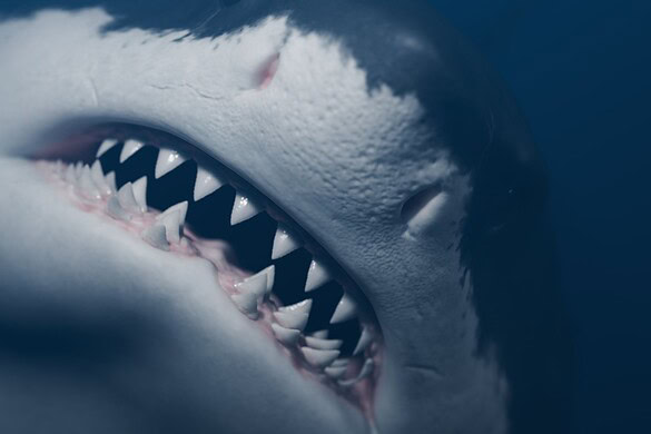 Megalodonte, ritrovate dopo 40 anni le vertebre: era lungo 24 metri