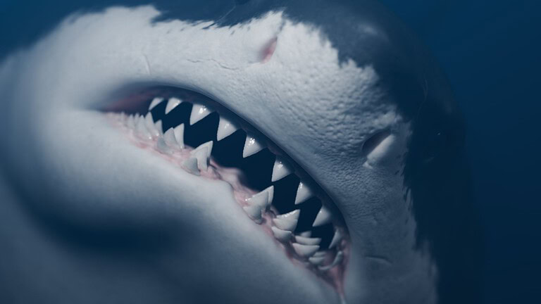 megalodonte