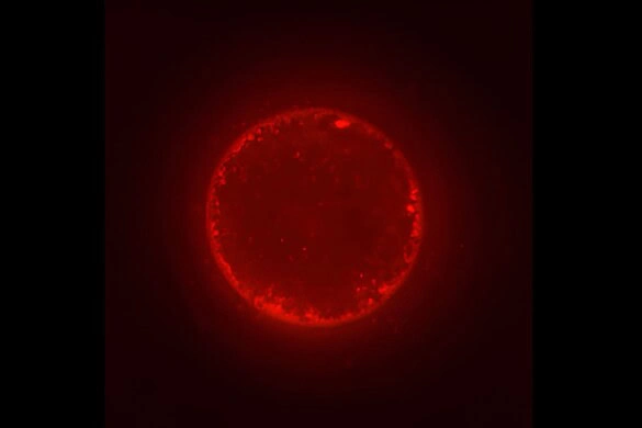 SpudCells, le cellule sintetiche verso la prima vita artificiale