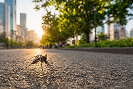 Zanzara tigre: la tecnica biologica che la riduce del 90%