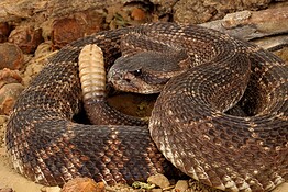 Serpenti a sonagli adulti più pericolosi dei cuccioli: lo studio