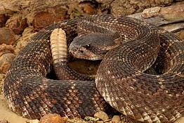 Serpenti a sonagli adulti più pericolosi dei cuccioli: lo studio