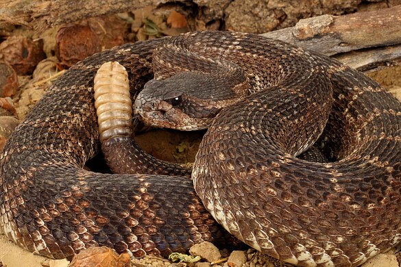 Serpenti a sonagli adulti più pericolosi dei cuccioli: lo studio