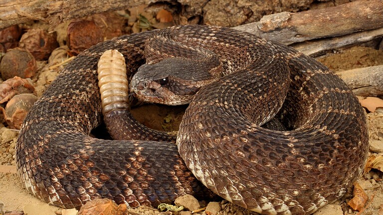 serpenti a sonagli
