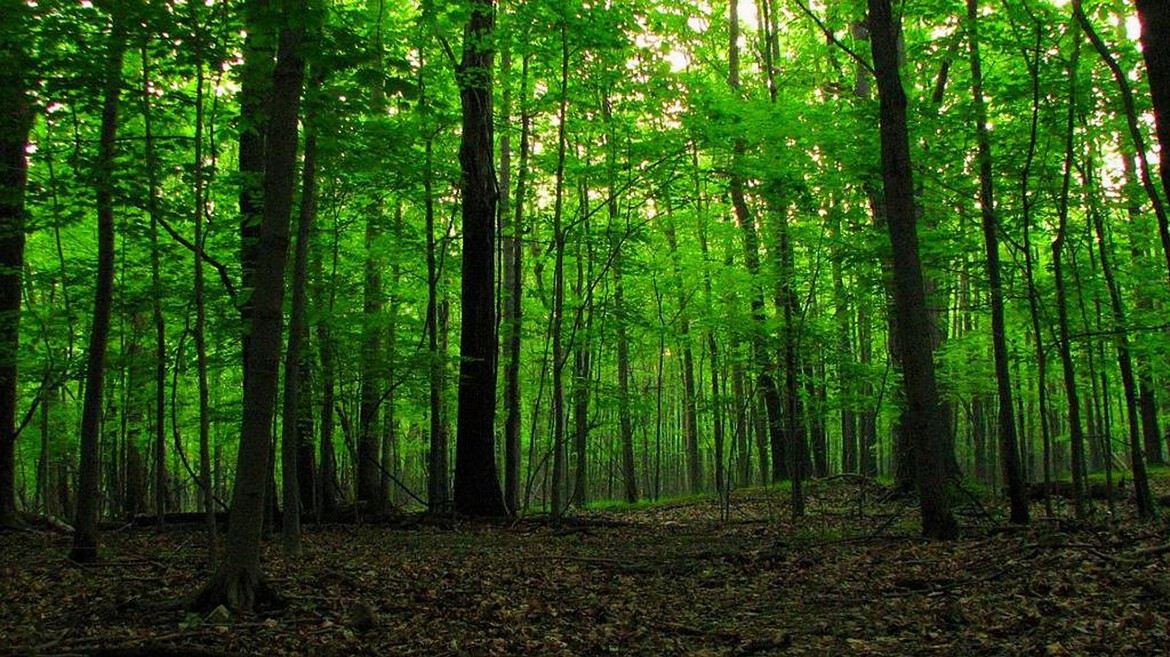 Foreste e natura: ecco cosa accade se gli si concede libertà