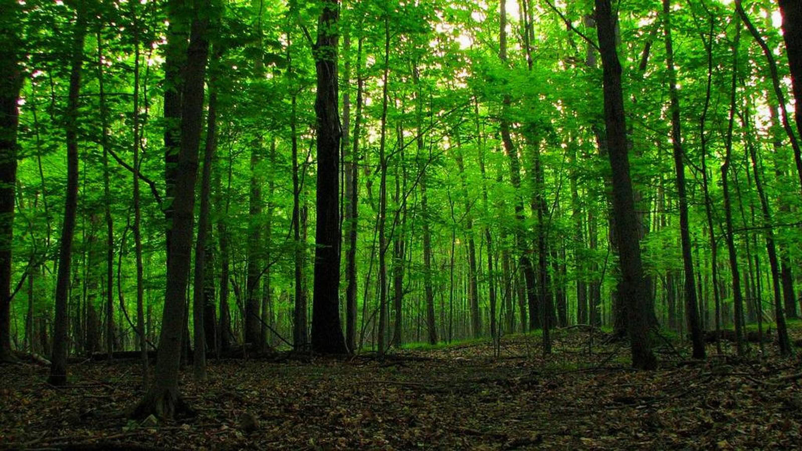 Foreste e natura: ecco cosa accade se gli si concede libertà