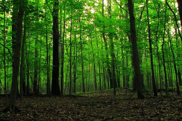 Foreste e natura: ecco cosa accade se gli si concede libertà