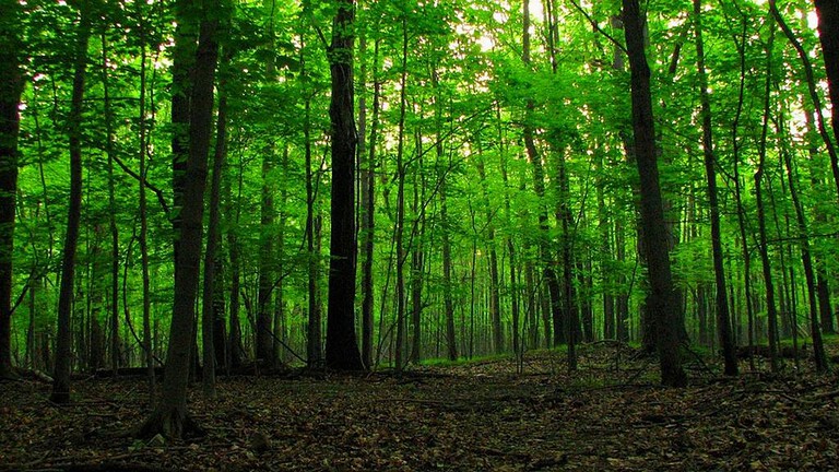 Foreste e natura: ecco cosa accade se gli si concede libertà
