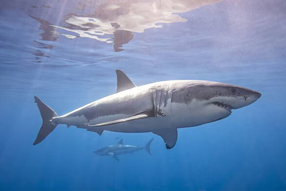 Contender, lo squalo bianco record riappare in Florida: quanto è lungo