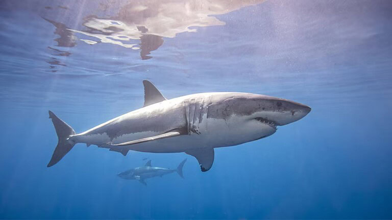 Contender, lo squalo bianco record riappare in Florida: quanto è lungo