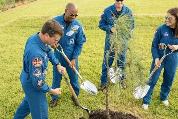Moon Tree NASA: l’equipaggio di Artemis II pianta il pino lunare