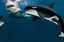Orca contro squalo bianco: chi vince davvero la sfida