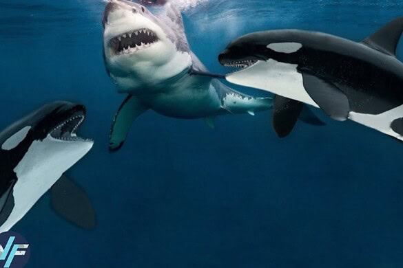 Orca contro squalo bianco: chi vince davvero la sfida