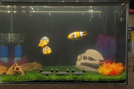 Pesci robot nuotano da soli: l’acquario del futuro è realtà