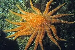 Stella marina girasole torna in California dopo 10 anni di assenza