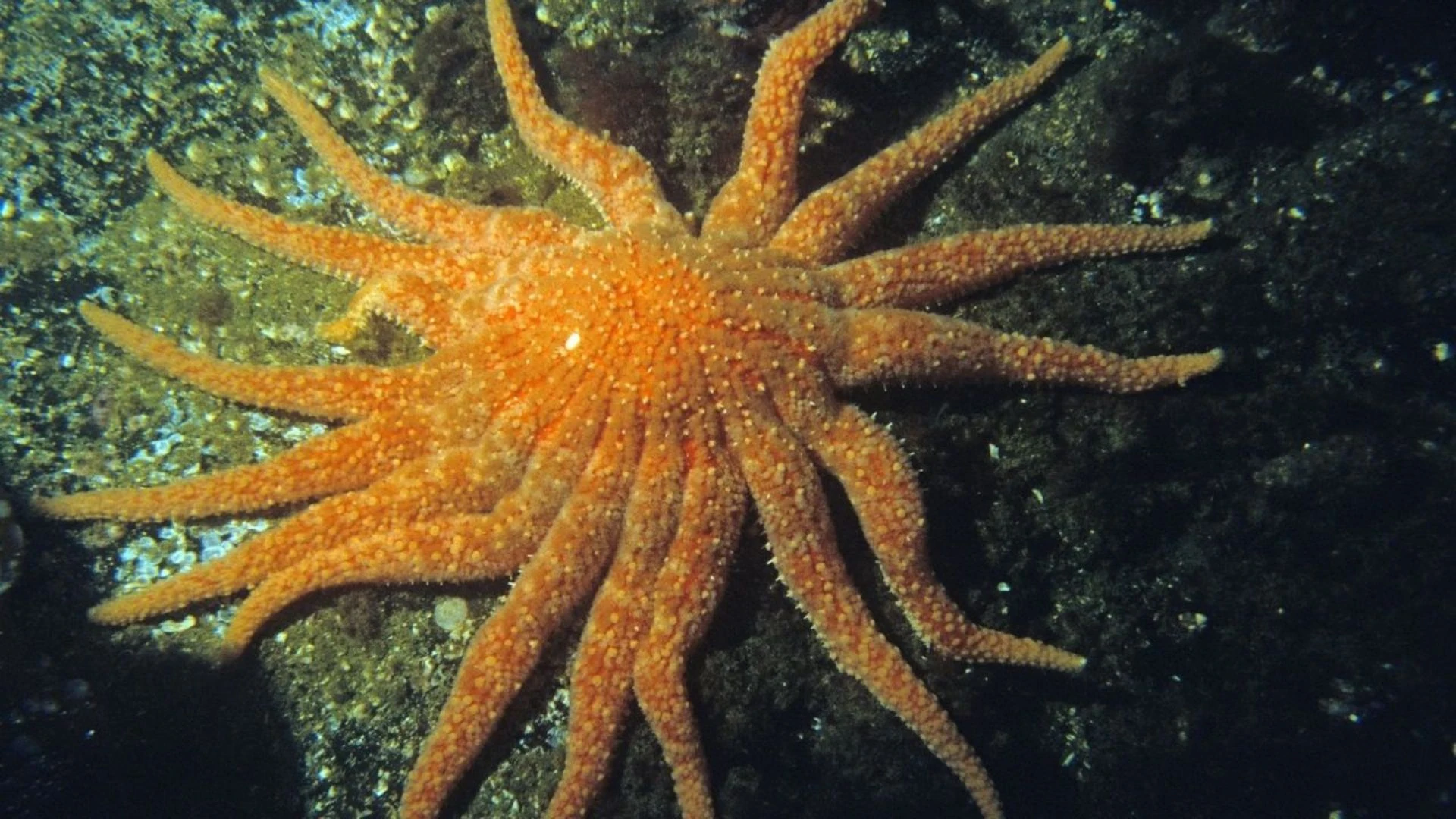 Stella marina girasole torna in California dopo 10 anni di assenza