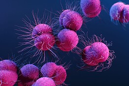 Supergonorrea, l’allarme dell’ECDC sui batteri resistenti