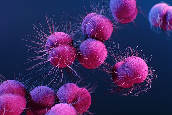 Supergonorrea, l’allarme dell’ECDC sui batteri resistenti