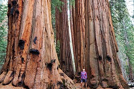 Sequoie giganti: i roghi controllati le salvano, lo studio NASA
