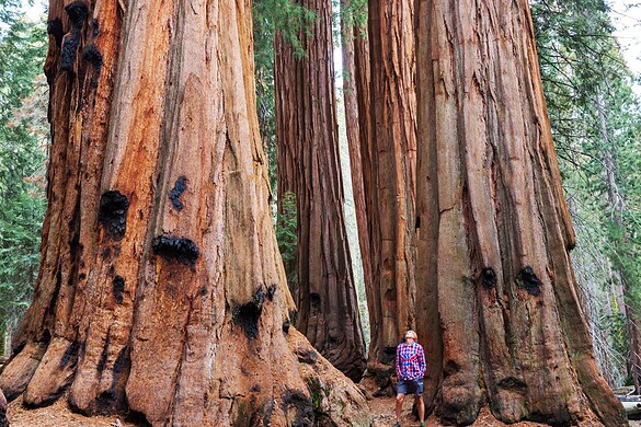 Sequoie giganti: i roghi controllati le salvano, lo studio NASA