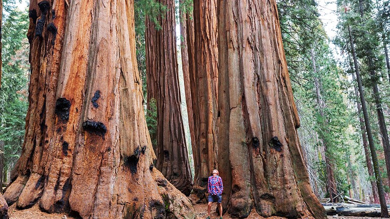 Sequoie giganti: i roghi controllati le salvano, lo studio NASA